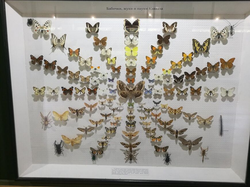 Музей насекомых в Пятигорске