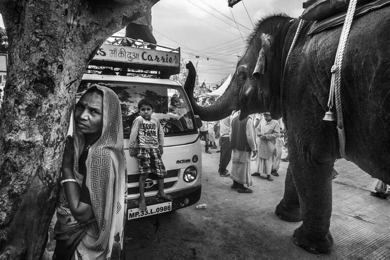 Топ самых неожиданных и нестандартных снимков животных от уличного фотографа из Индии