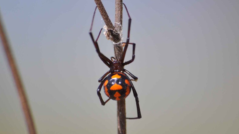 Топ-5 ядовитых пауков в России: где водятся, и чем опасны укусы?