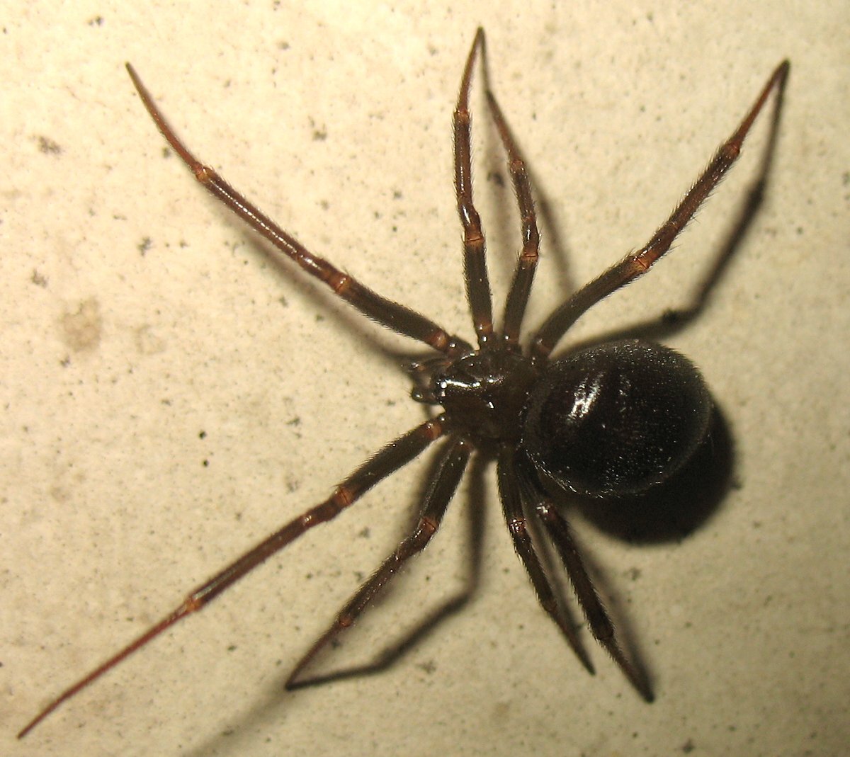Домашние пауки в россии. Стеатода черная паук. Steatoda Nobilis паук чёрный. Домовый паук Steatoda grossa. Стеатода Гросса паук черная.