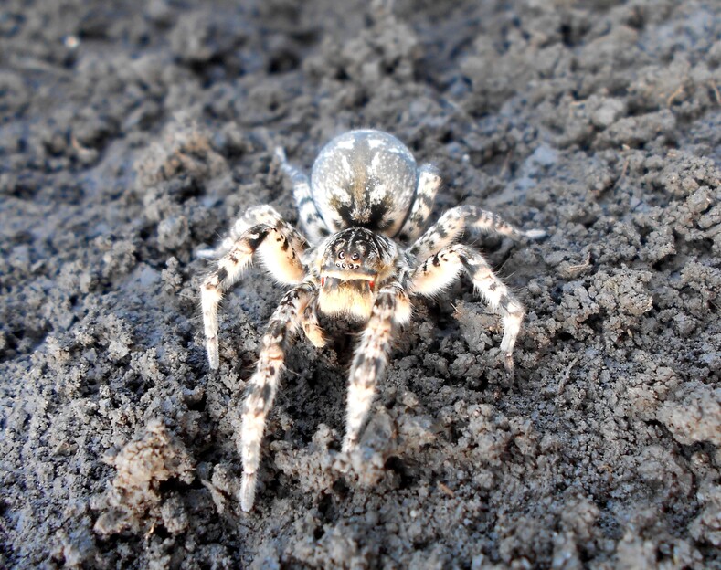 Топ-5 ядовитых пауков в России: где водятся, и чем опасны укусы?