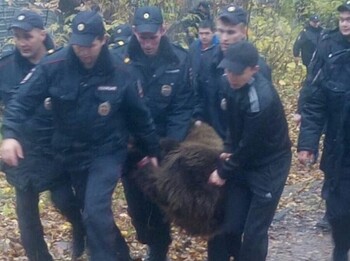 В Чебоксарах поймали медведя, гулявшего по улицам
