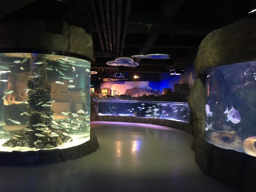 «TurkuaZoo» («Sea life») в Стамбуле