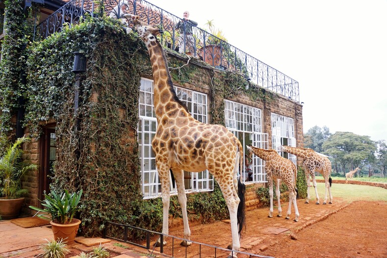 Завтрак с жирафами: фото самого удивительного отеля в мире (ваша первая реакция - хочу, хочу, хочу!)
