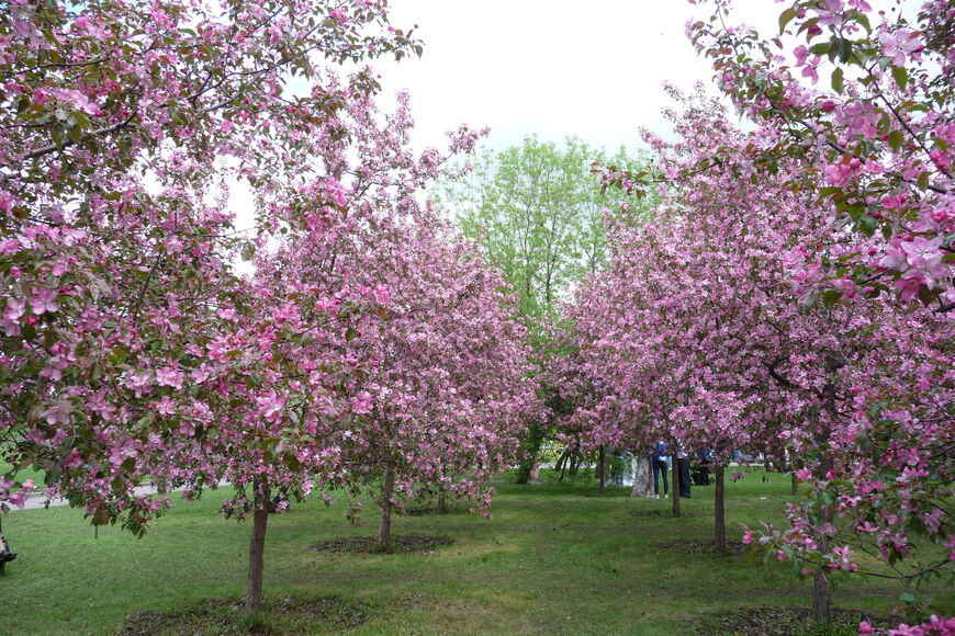 Цветение яблонь в парке Коломенского