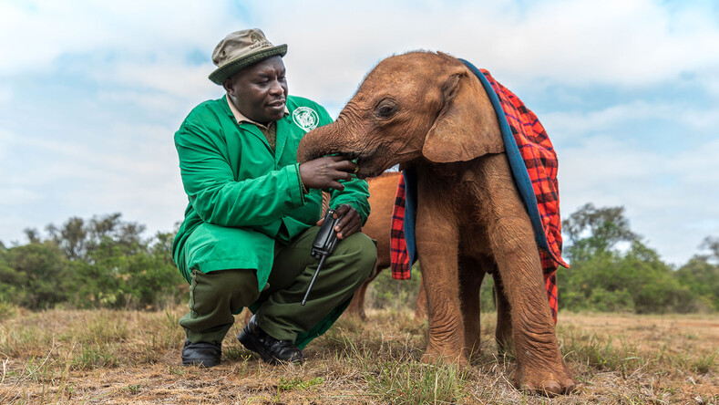 9 невероятно трогательных фото из приюта для осиротевших слонов (таких умилительных снимков вы еще не видели!)