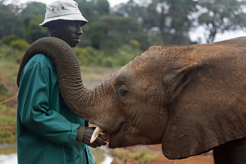 9 невероятно трогательных фото из приюта для осиротевших слонов (таких умилительных снимков вы еще не видели!)
