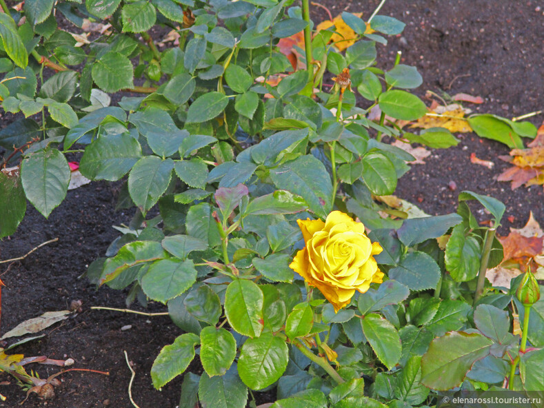 Была удивлена тем, что такой холодной осенью (этот солнечный день только редкий подарок) в саду живут розы!