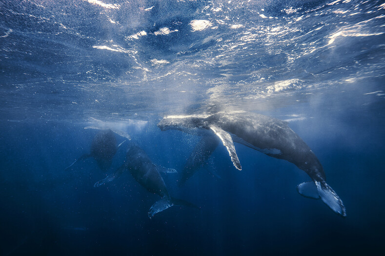 Фото как из параллельной вселенной: 10 подводных снимков китов (полное погружение в эстетический восторг)