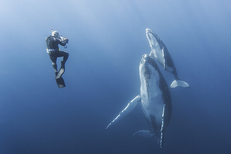 Фото как из параллельной вселенной: 10 подводных снимков китов (полное погружение в эстетический восторг)