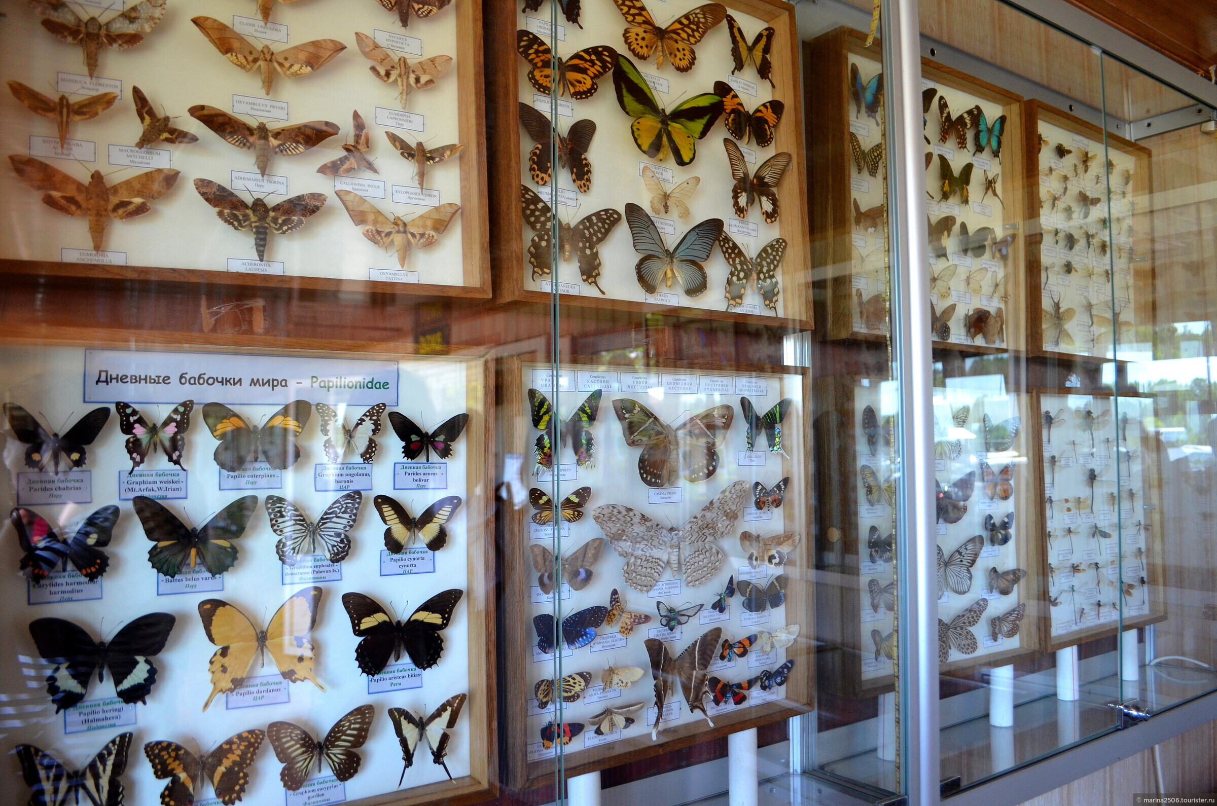 Выставка бабочек колизей. Ипатьевский монастырь коллекция бабочек Кострома. Коллекция бабочек в Ипатьевском монастыре. Коллекция бабочек в Дарвинском музее.