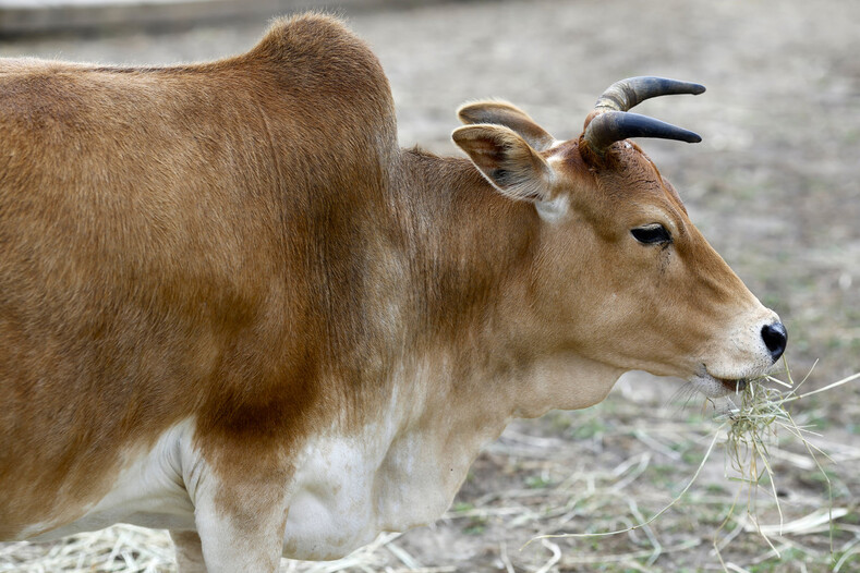 Топ-5 экзотичный видов коров, молоко от которых вряд ли попробуете (даже если очень захотите)