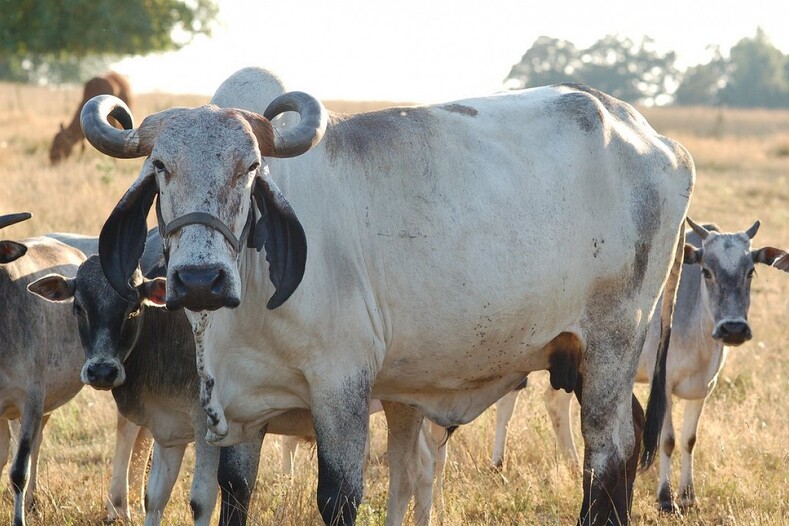Топ-5 экзотичный видов коров, молоко от которых вряд ли попробуете (даже если очень захотите)