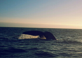 Наблюдение за китами в Кейптауне