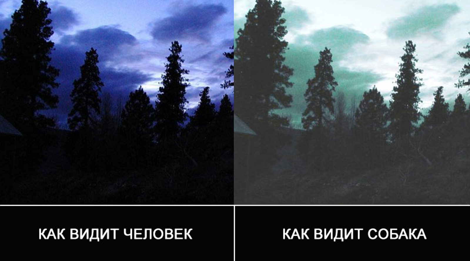 Кошки в темноте видят