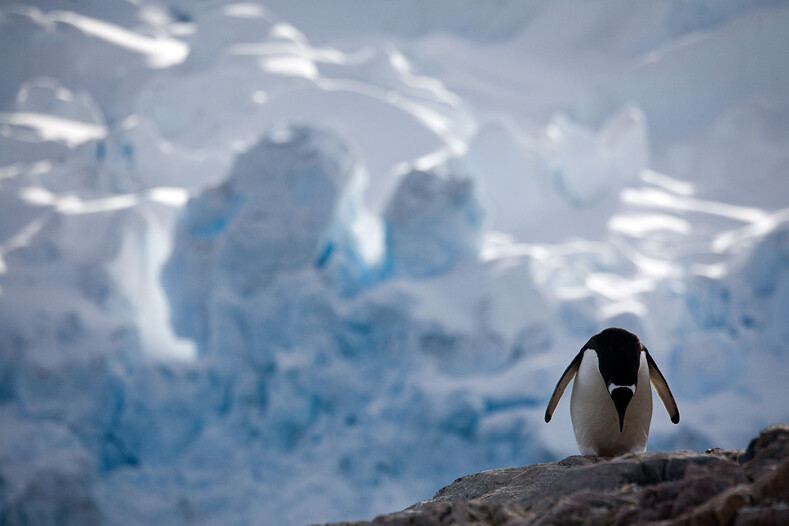 Вечный лед и безмолвие Антарктиды: завораживающие фото самого холодного континента на Земле