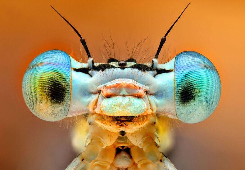 Огромные глаза и страшные усы: фотограф снимает портреты насекомых, как на паспорт