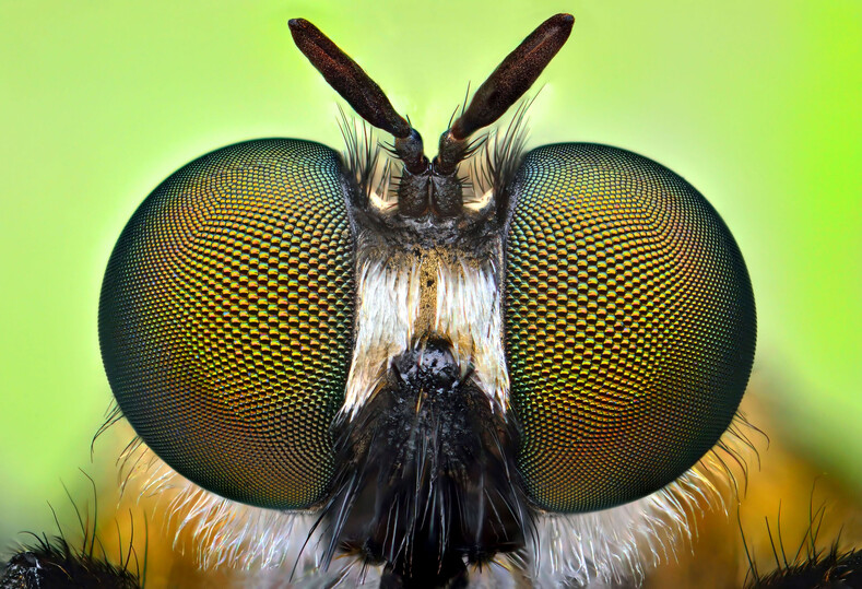 Огромные глаза и страшные усы: фотограф снимает портреты насекомых, как на паспорт