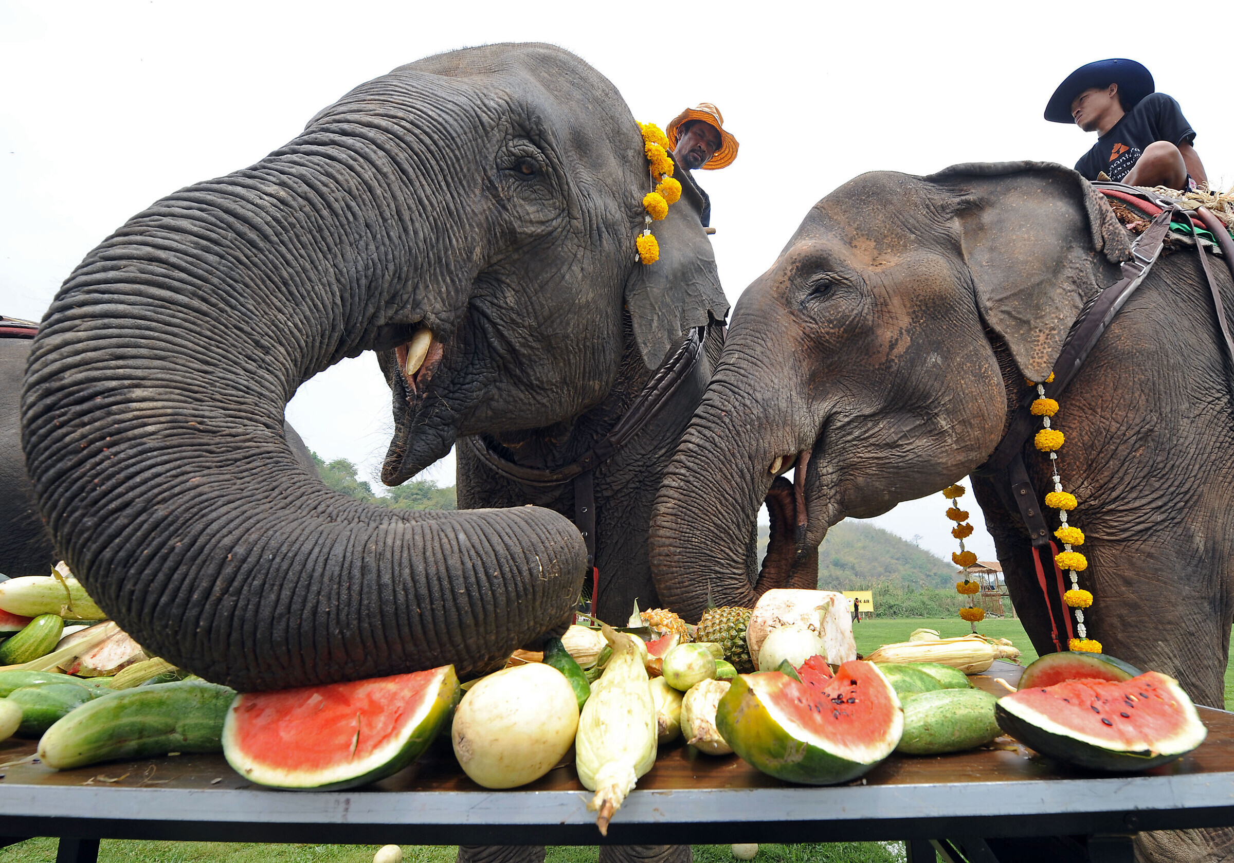 Слона надо есть. Питание слонов. Что едят слоны. Животные и еда. Еда слона.