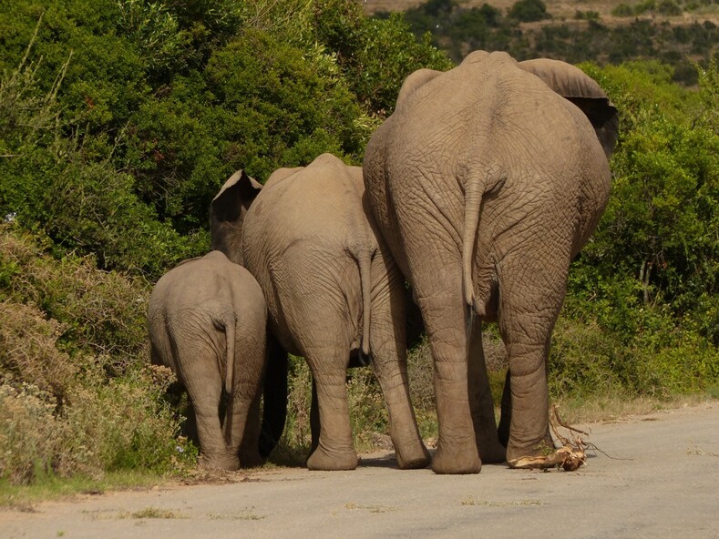 Сколько весит слон? и 13 других интересных фактов о самых больших животных на земле