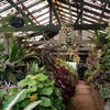 Королевский ботанический сад - Перадения
