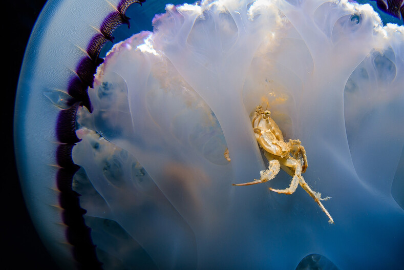 Опасное погружение под воду: топ смелых фото существ, к которым вы точно не рискнете приблизиться
