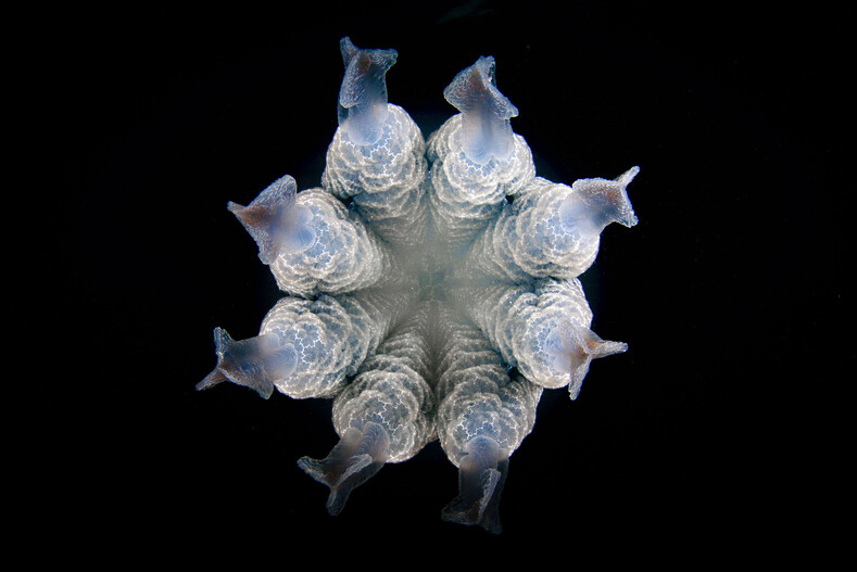 Опасное погружение под воду: топ смелых фото существ, к которым вы точно не рискнете приблизиться
