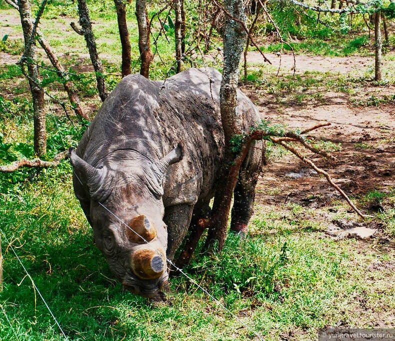 Долгая дорога к гориллам Уганды. Ч. 2 — Приключения на севере Кении