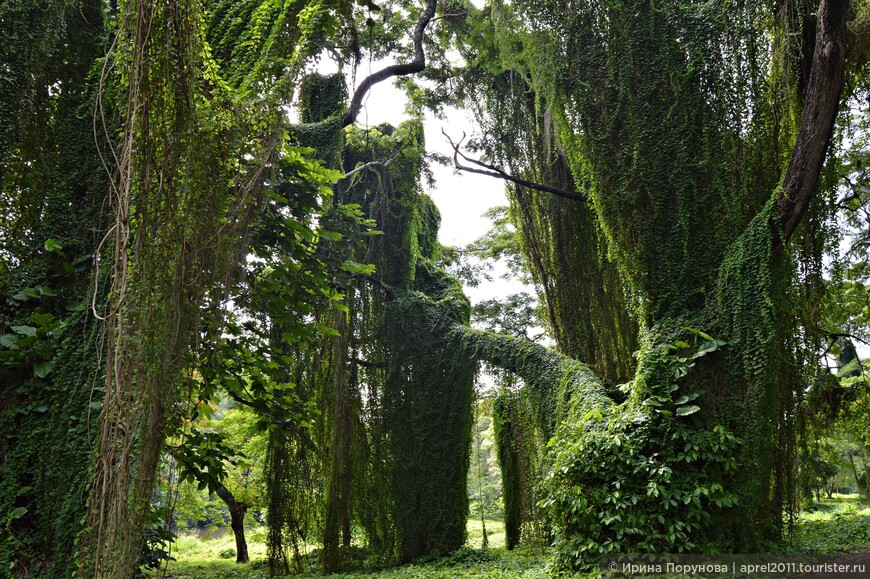 Альмендарес - Гаванский лес
