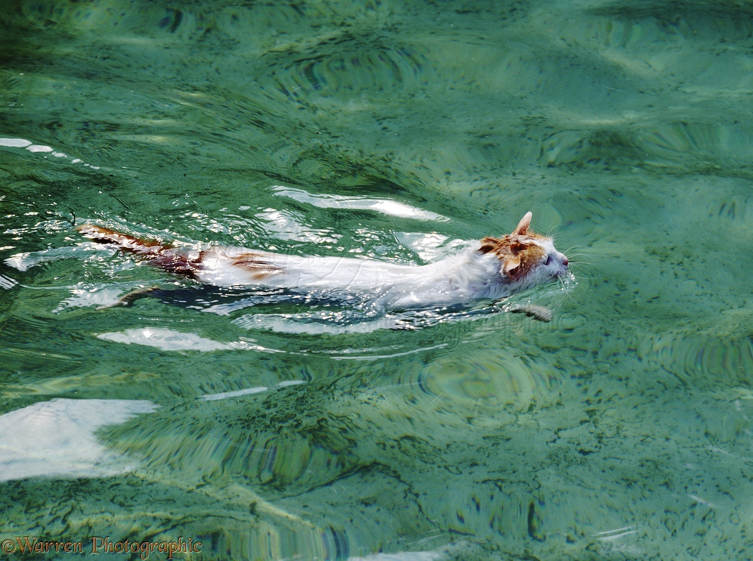 Кошки в озерах. Озеро Ван и коты Турция. Водоплавающая кошка турецкий Ван. Турецкий Ван в воде. Водоплавающие кошки озеро Ван.