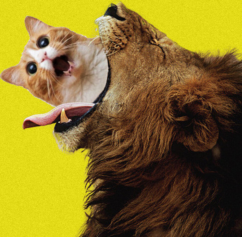 14 фактов о мурчащих животных, которых любит весь интернет