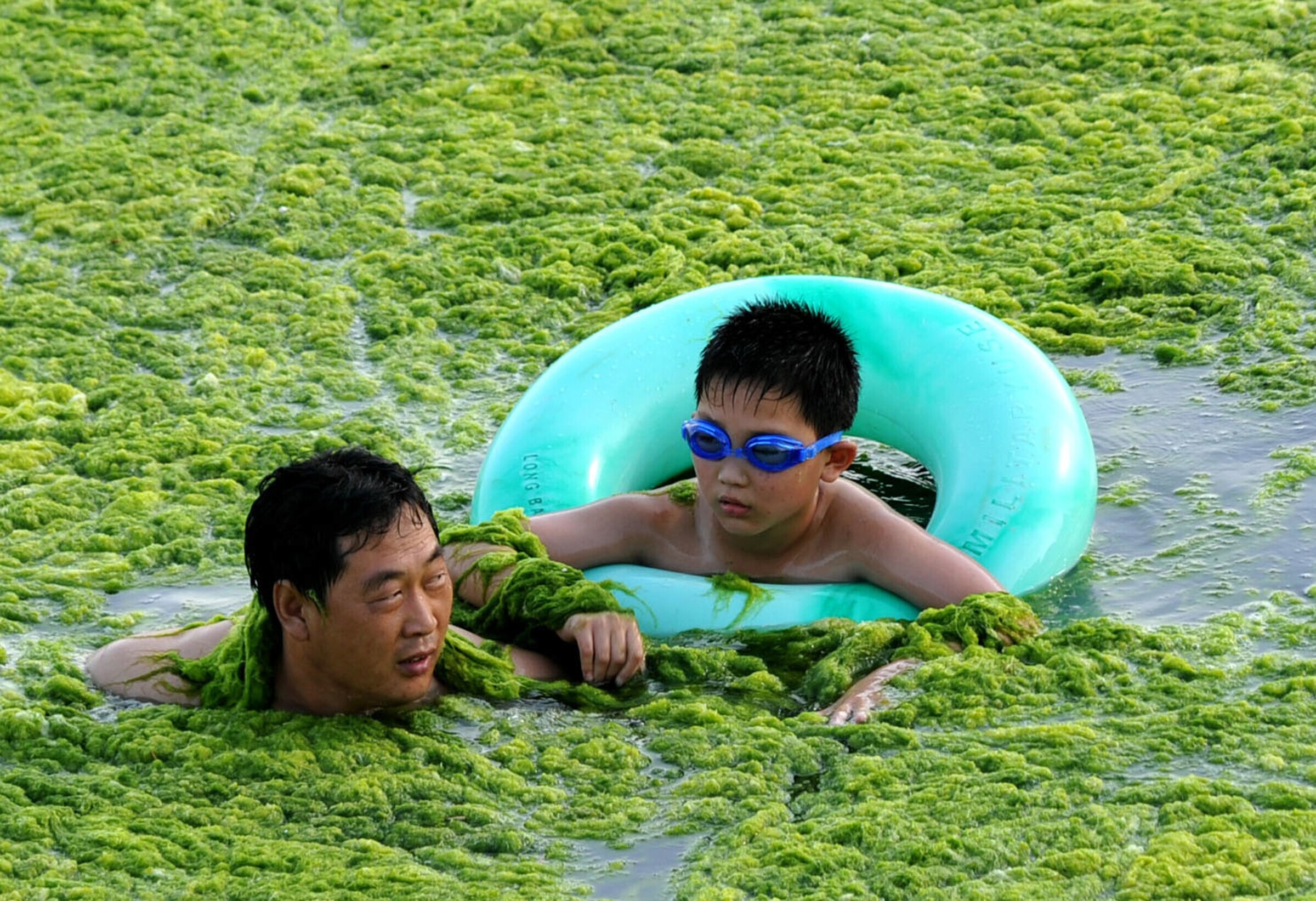 Цветущая вода в бассейне. Водоросли в бассейне. Китайцы в бассейне. Человек в водорослях. Зеленый бассейн.