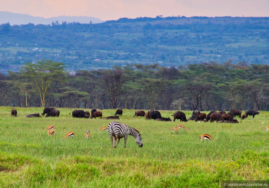 Долгая дорога к гориллам Уганды. Ч. 4 — Кения. Розовые берега озера Накуру