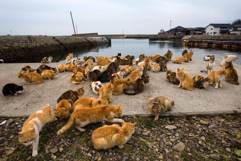 Фото с островов кошек в Японии: удивительная земля, где котов в разы больше, чем людей