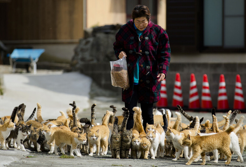 Фото с островов кошек в Японии: удивительная земля, где котов в разы больше, чем людей