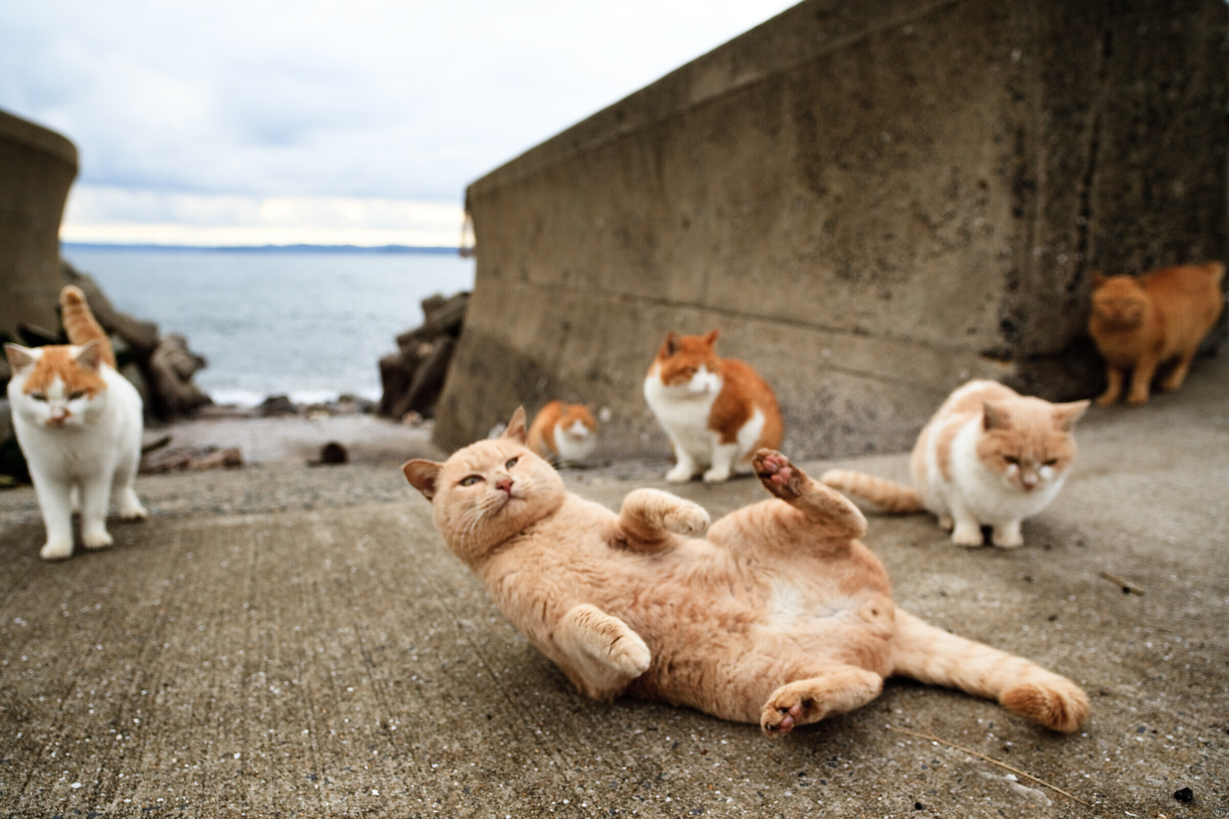 Животные которые много живут. Остров Фраджост кошачий остров. Тасиро остров кошек. Остров Аосима в Японии. Остров Тасиро остров кошек.