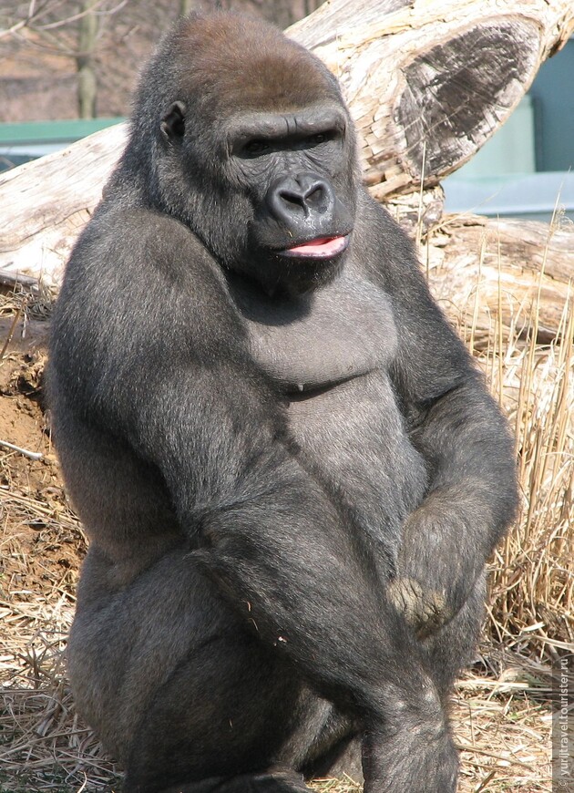 Западная равнинная горилла (из интернета)