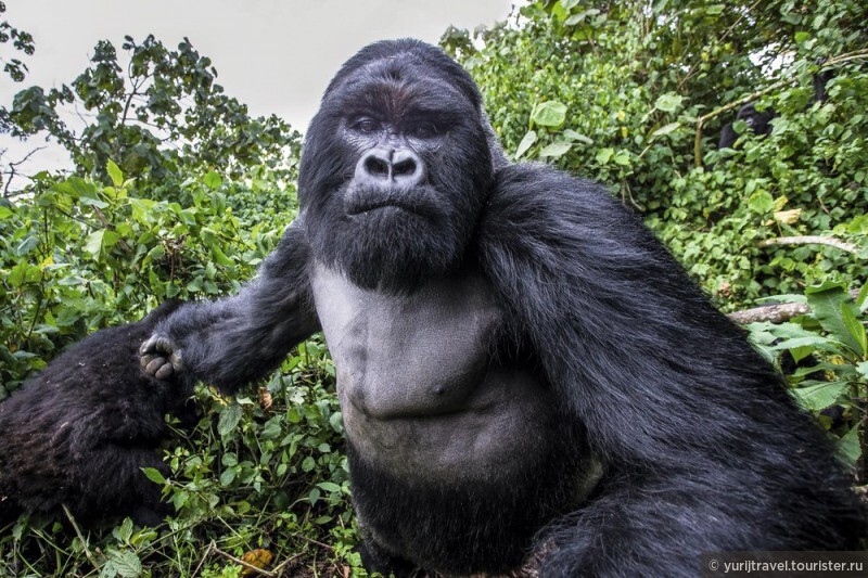 Горная горилла из Руанды (из интернета)