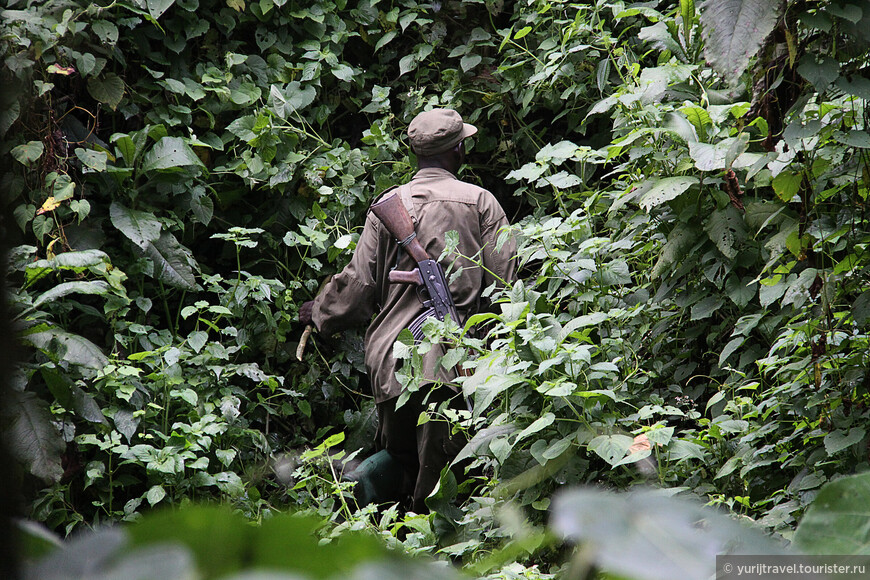 Долгая дорога к гориллам Уганды. Ч.8 — Долгожданное свидание с нашими предками
