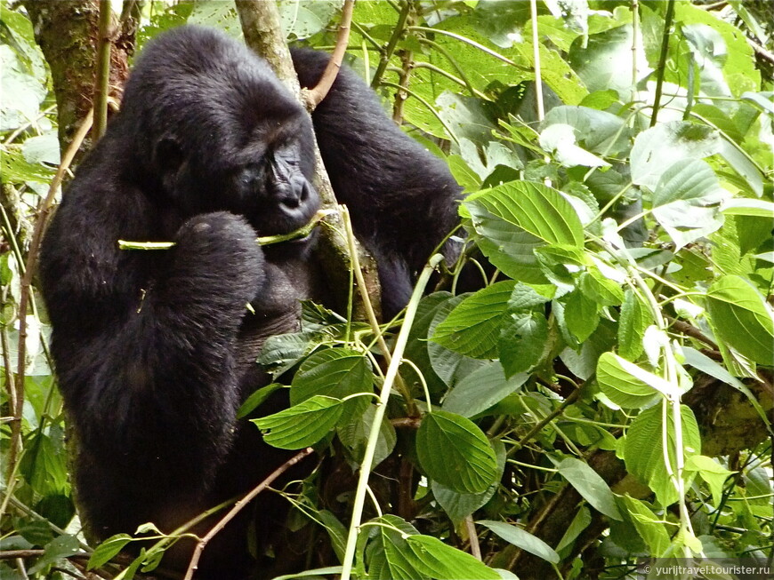 Долгая дорога к гориллам Уганды. Ч.8 — Долгожданное свидание с нашими предками