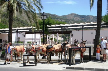 В Испании полным туристам запретят кататься на ослах 