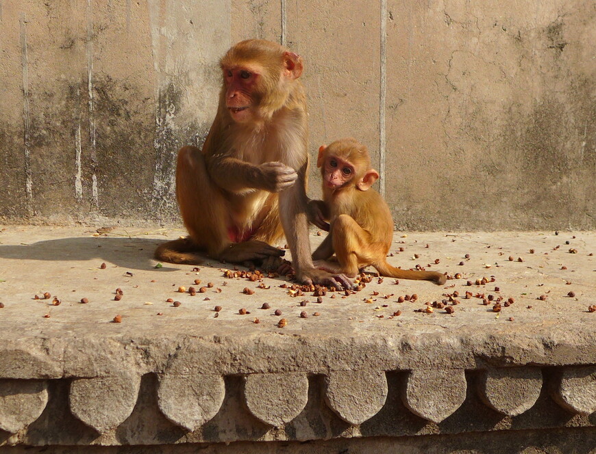 Индия. День 3-ий. Галтаджи — город обезьян