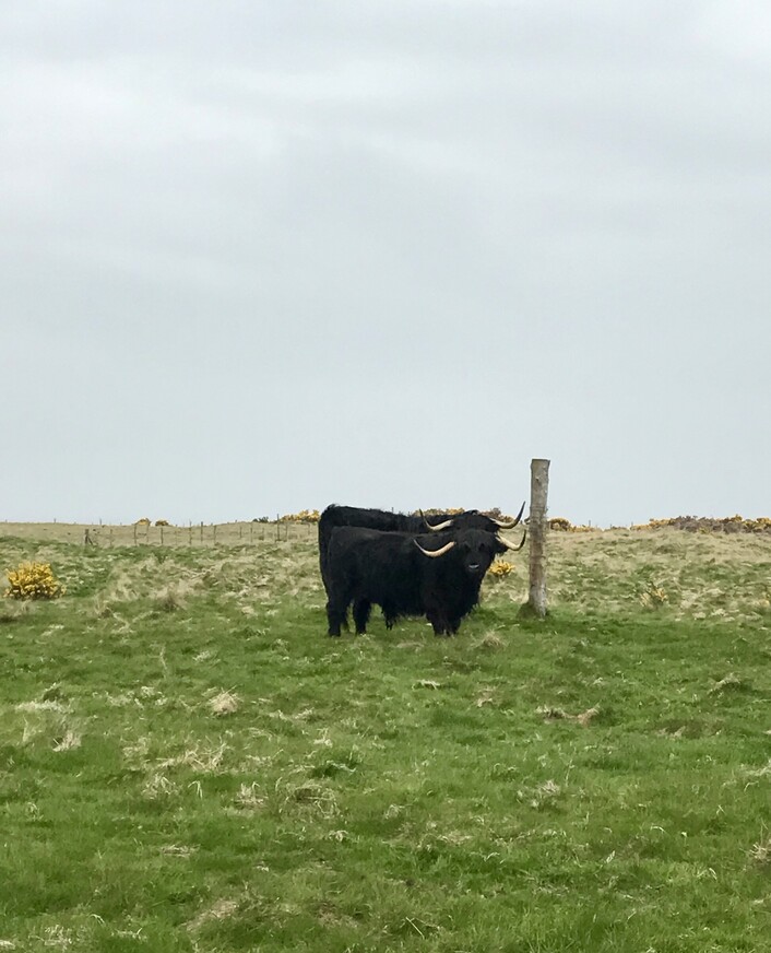 Шотландские коровы (их там две)