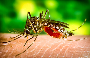 Туристов предупреждают о вспышке лихорадки денге во Вьетнаме