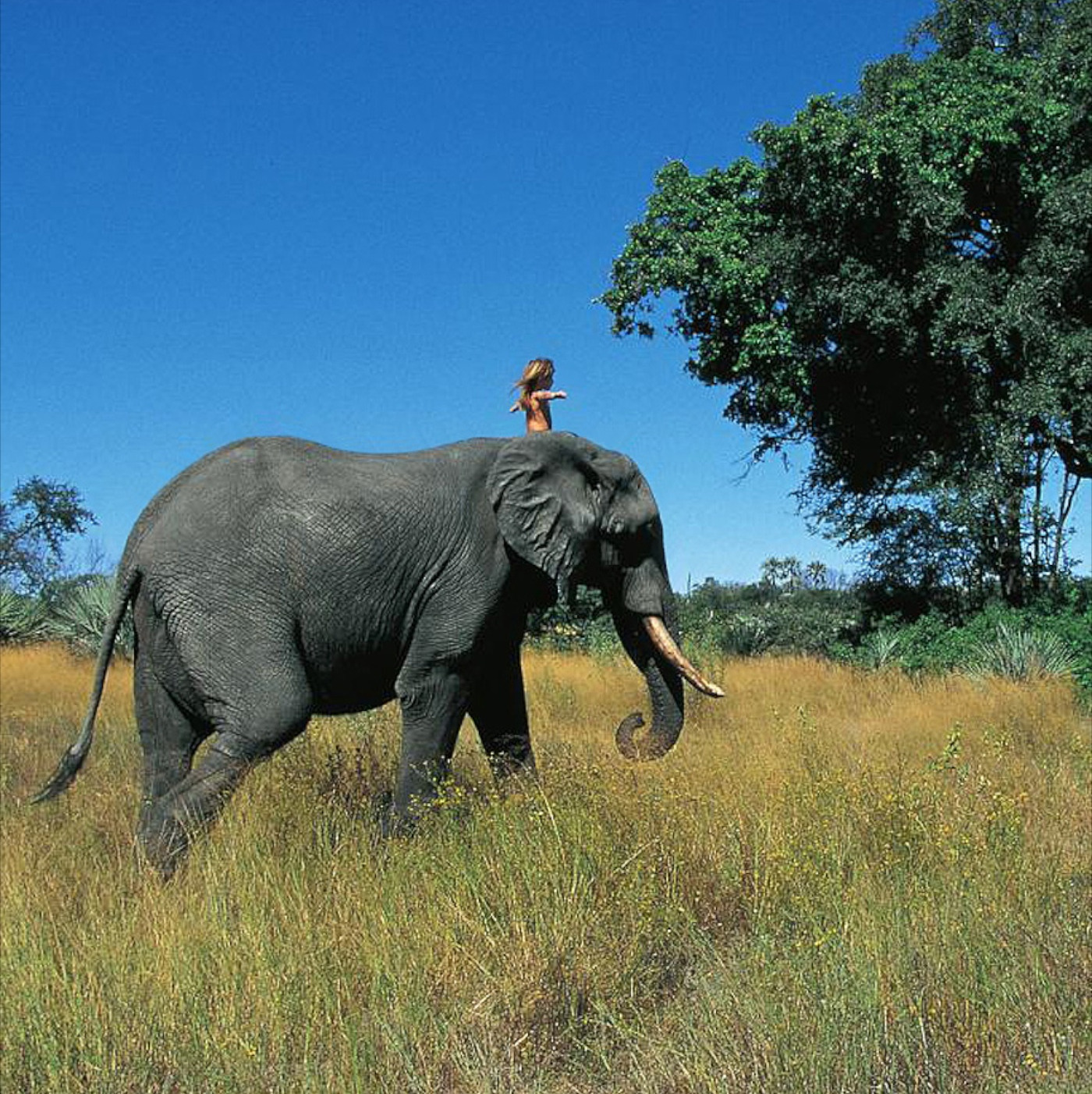Самое крупное животное африки. Типпи Дегрe. Животные Африки. Африканское животное. Дикие животные Африки.