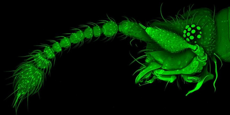 Удивительная красота микроскопических насекомых, недоступная человеческому глазу