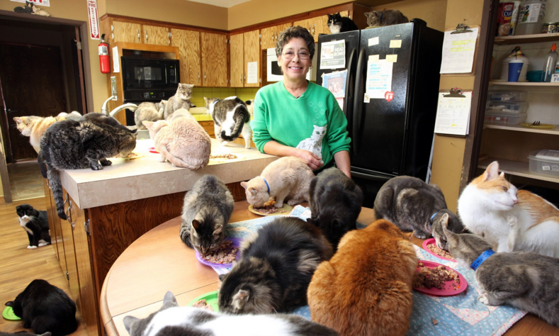 Женщина приютила дома 1 100 котов, а сама переехала в фургончик рядом (во что превратился дом — смотрите на фото)
