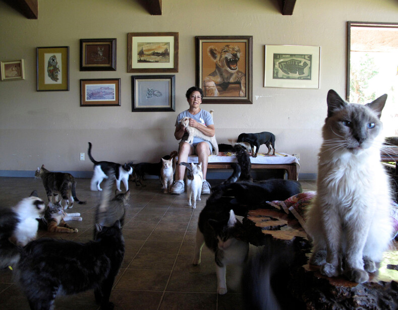 Женщина приютила дома 1 100 котов, а сама переехала в фургончик рядом (во что превратился дом — смотрите на фото)