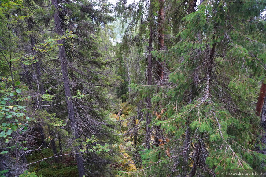 Лапландский лес