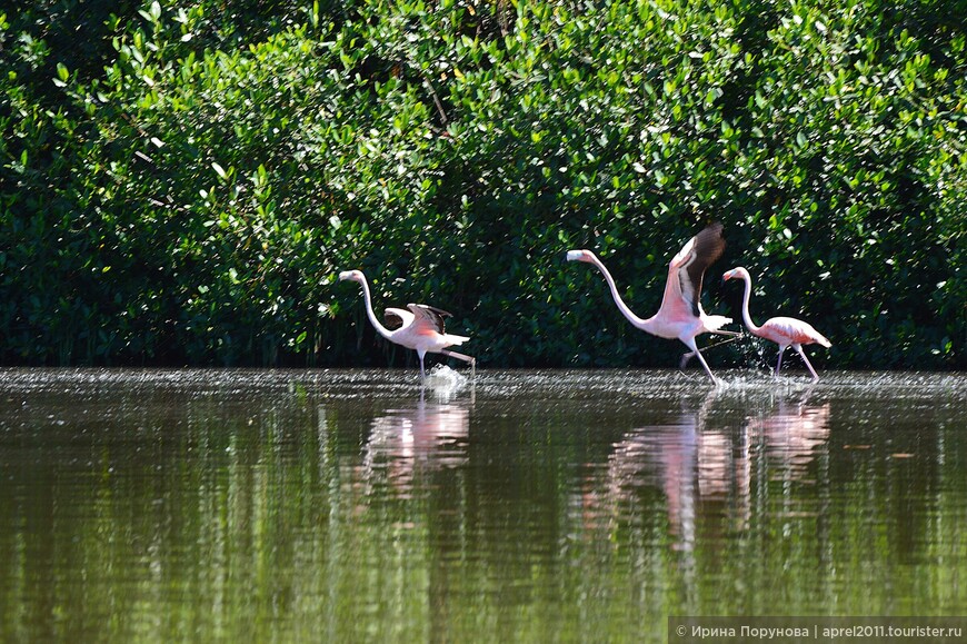 Фламинго очень красиво разбегаются по воде, вот только сфотографировать этот момент трудно